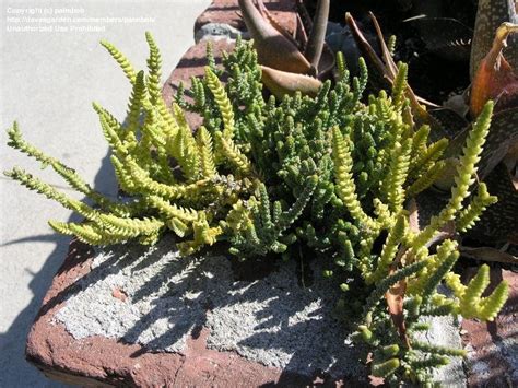 Plantfiles Pictures Crassula Species Watch Chain Plant Clubmoss