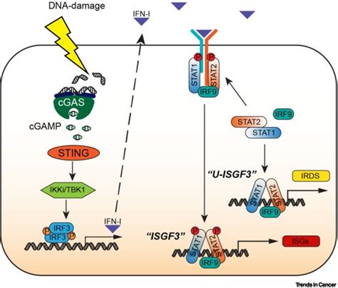 How Cancer Cells Make And Respond To Interferon I Trends In Cancer