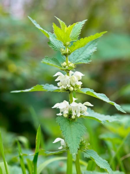 Lamium album - L.