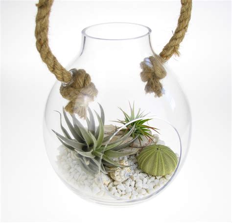 Air Plant Glass And Rope Diy Terrarium Kit With Urchin Shell Accents The Art Of Succulents