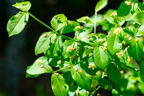 Strawberry Bush – Sandhills Native Nursery