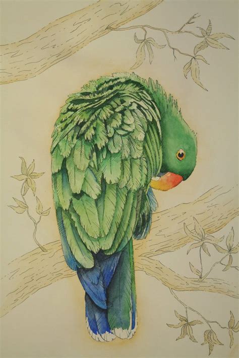 Eclectus Parrot Male By Red2008 Bird Art Art Tutorials Watercolor