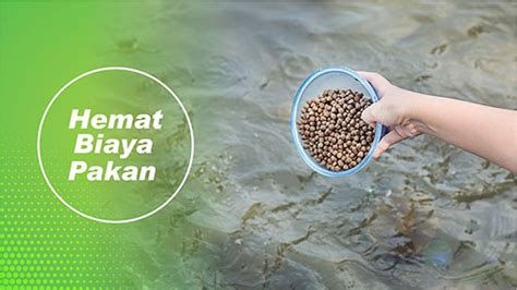 Probiotik Ikan Lele Terbaik Telah Terbukti Angka Kematian Hanya 01