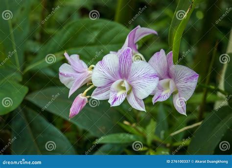 Pink Phalaenopsis Or Moth Dendrobium Orchid Flower In Winter Or Spring