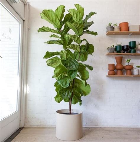 How To Grow Fiddle Leaf Ficus At Frances Pool Blog