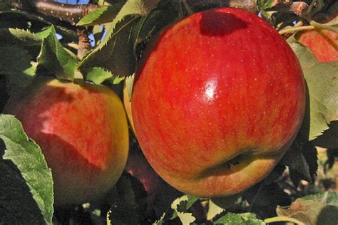 Rubinette Apple Tree Cloud Mountain Farm Center Nursery