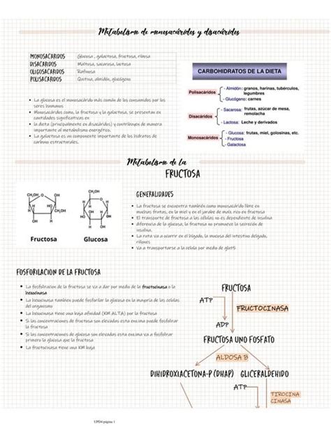 Metabolismo de monosacáridos y disacáridos juana maria obando medina