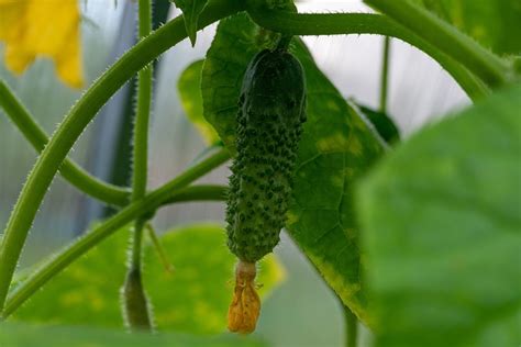 How To Grow Bush Cucumbers Vegetable Gardens Made Easy