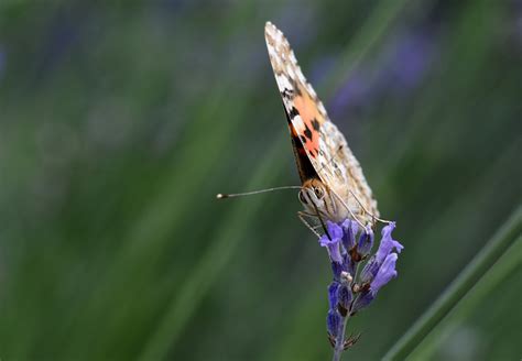 Fotos Gratis Naturaleza C Sped Ala Fotograf A Prado Pradera