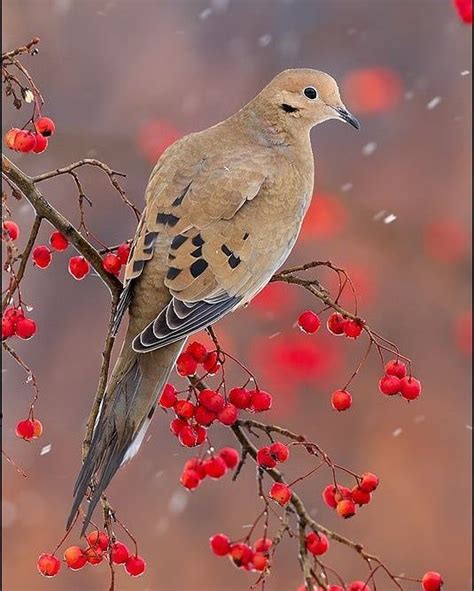 13 fascinating facts about mourning doves – Artofit 