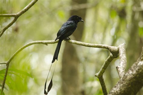 Greater Racket Tailed Drongo Dicrurus Paradiseus Photo Call And Song