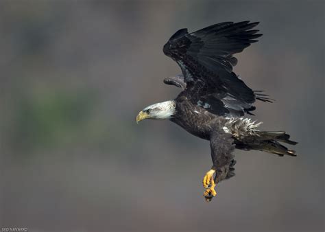 Sub Adult Bald Eagle Sub Adult 4th Year Ready To Swoop Flickr