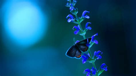 Wallpaper Butterfly Insect Blue Biology Flower Screenshot