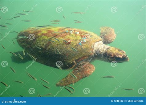 Giant Turtle Stock Photo Image Of Tortoise Ocean Shell 12464104