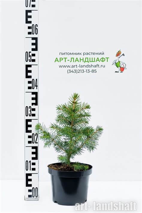 ★Его колючая голубая «Glauca» Kaibab★ (Глаука Кейбаб), купить в ...