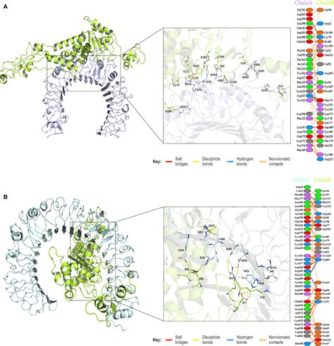 Frontiers Design Of A Multi Epitope Vaccine Against Six Nocardia