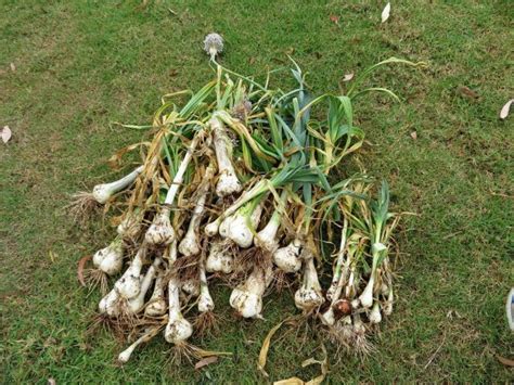 Рокамболь — как выращивать слоновый чеснок? | Growing garlic, Garlic ...