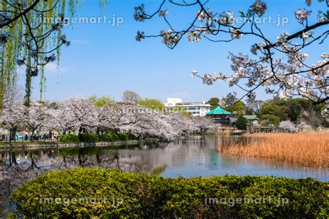 東京都台東区 春の上野公園 不忍池と桜の写真素材 204606743 イメージマート