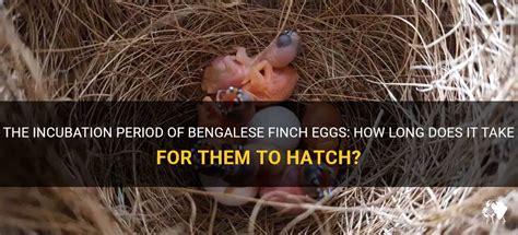 The Incubation Period Of Bengalese Finch Eggs: How Long Does It Take