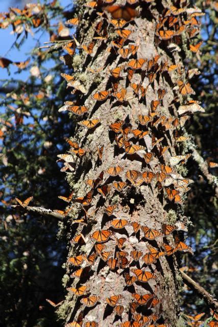 Monarch butterflies, El Rosario sanctuary, Mexico | Terra Incognita ...