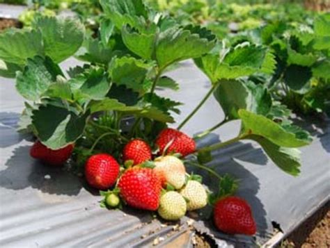 8 Panduan Budidaya Strawberry Agar Cepat Berbuah