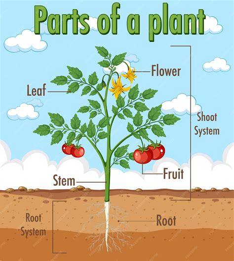 diagram parts flower 1