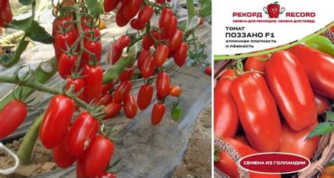 36 голландских сорта томатов: каталог семян голландской селекции