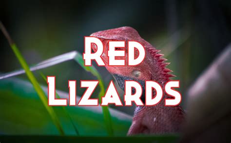 15 Vivid Red Lizards in The World (Some Can Make Good Pets)