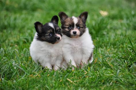 Papillon Dog Breed - Pictures, Information, Temperament ...