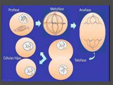 Mitosis Y Meiosis Tarea Maria Elva Ramirez Ppt