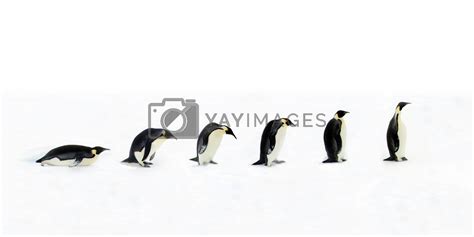 Penguin Evolution by Freezingpictures Vectors & Illustrations with ...