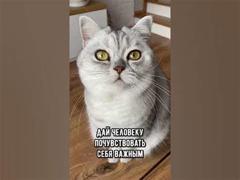 Советы для котиков походу за человеком #кот #коты #котики #кошка - YouTube