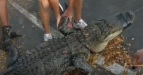 See It 10 Foot Alligator Captured From Underneath Car In Tampa As Mating Season Gets Underway