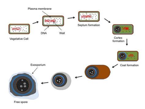 Spore Formation Diagram