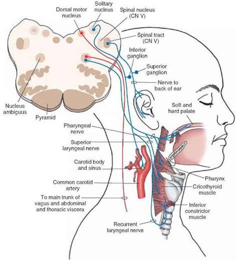 Vagus Nerve - Location, Stimulation, Disorders and Test