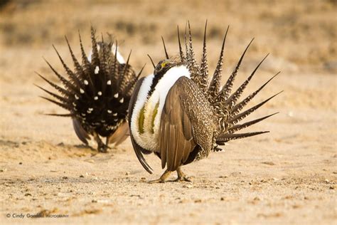 Sage Grouse Mating Display-12 | Cindy Goeddel Photography, LLC