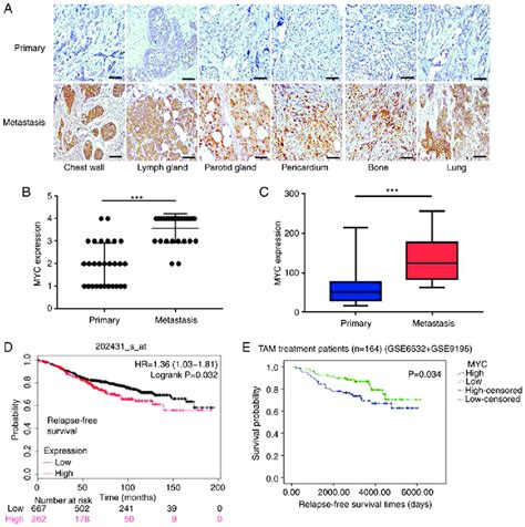 Higher C Myc Expression Levels Are Closely Associated With Tam