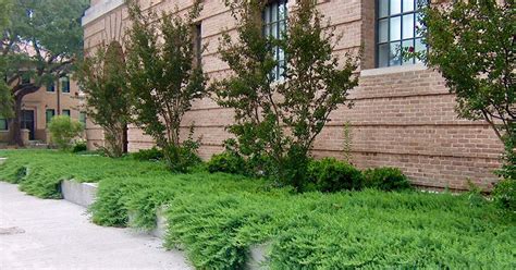 23 Ground Cover Juniper Plants Alexandriaoula