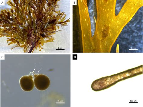 A Rugulopteryx Okamurae Thallus Growing Over A Taxiformis B Download Scientific Diagram