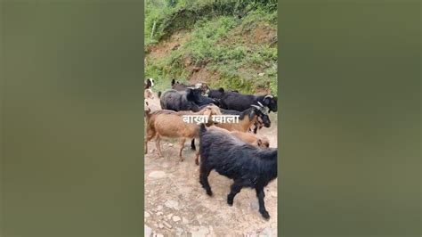 बाख्रा गोठालो Goats Youtube