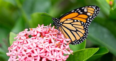 Butterfly gardens: Boost wellbeing with blooms