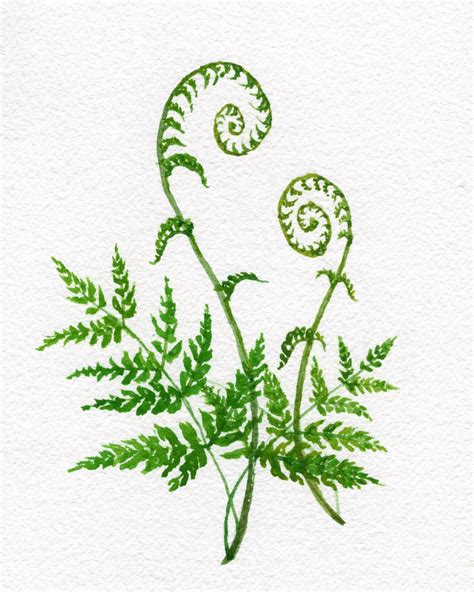 Fiddle Head Fern Botanical Watercolor Print Etsy