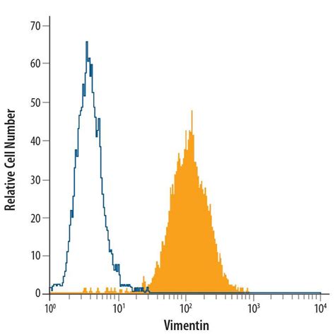 Vimentin Antibody Alexa Fluor Ic G Novus Biologicals