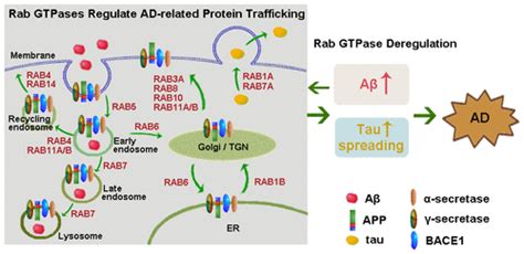 Role Of Rab Gtpases In Alzheimers Disease Acs Chemical Neuroscience