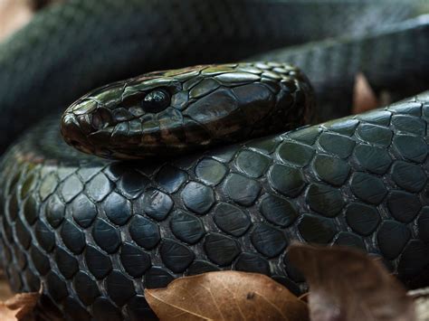 The longest species of snakes that slither the planet