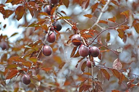 Prunus Cerasifera Pissardii Tree Hillier Trees