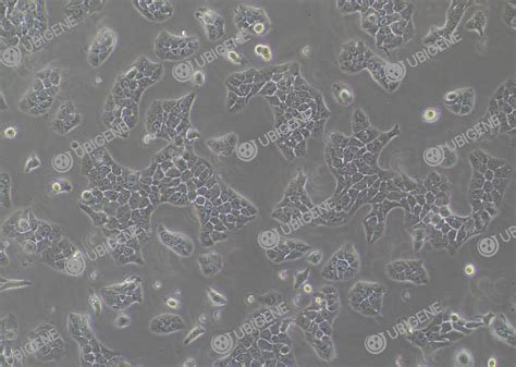 BxPC 3 Cell Line Ubigene