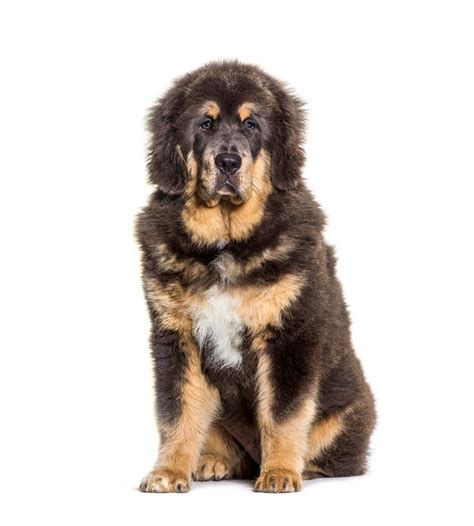 premium photo sitting brown tibetan mastiff dog isolated  white