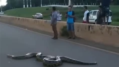 Shocking Anaconda Reached Across The Road In Broad Daylight People