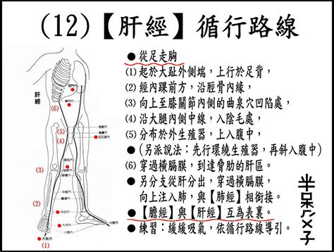 簡明【十二經脈】循行路線 老 玩 童 玩 老 童 玩 痞客邦